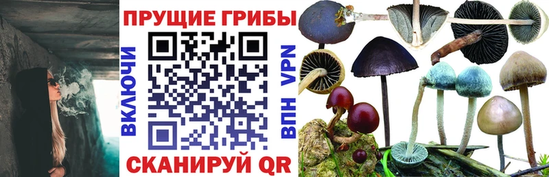Псилоцибиновые грибы Psilocybe  Купить  Тара 